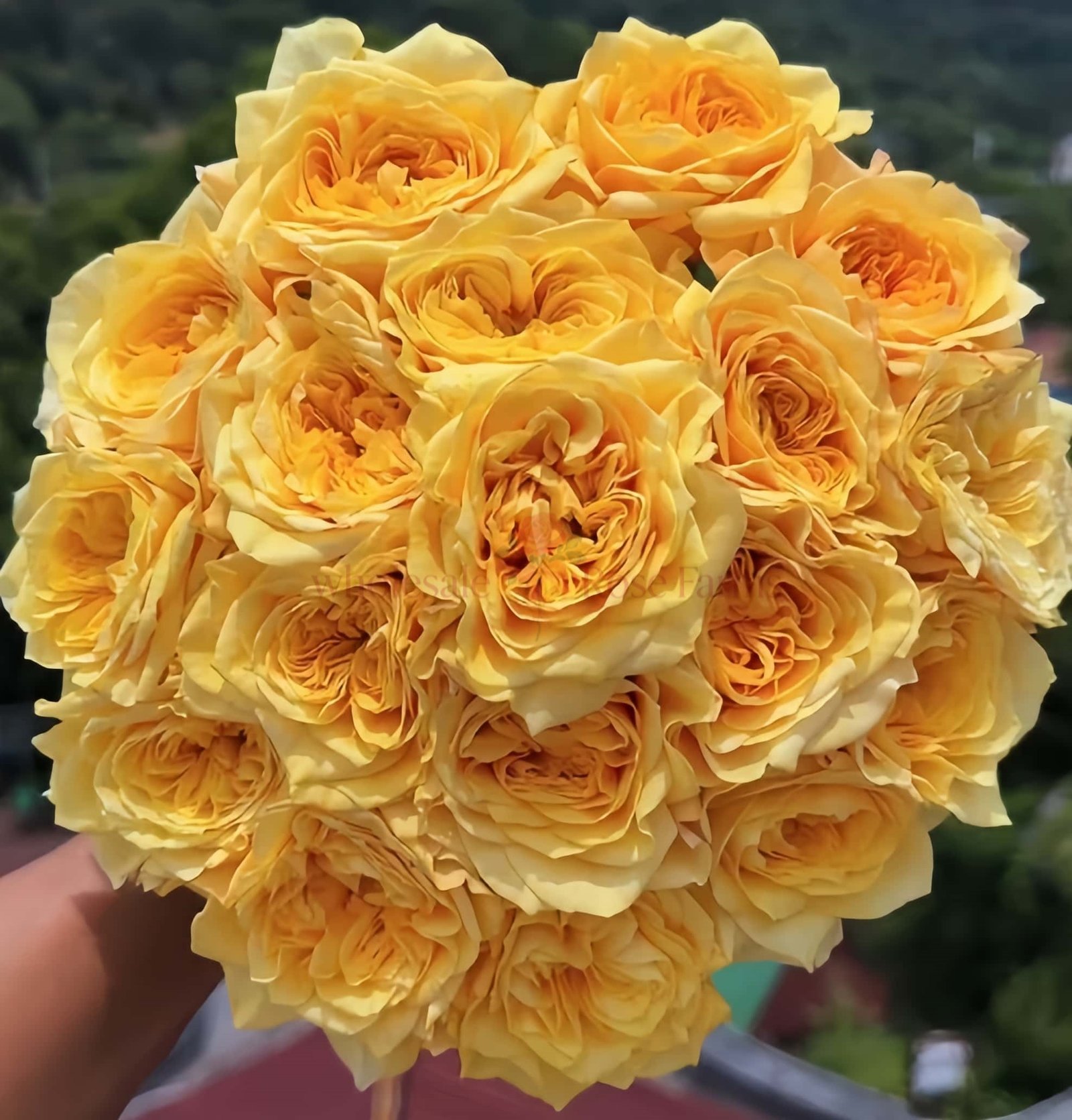 Kings Cross Rose丨Wholesale Rose Farms