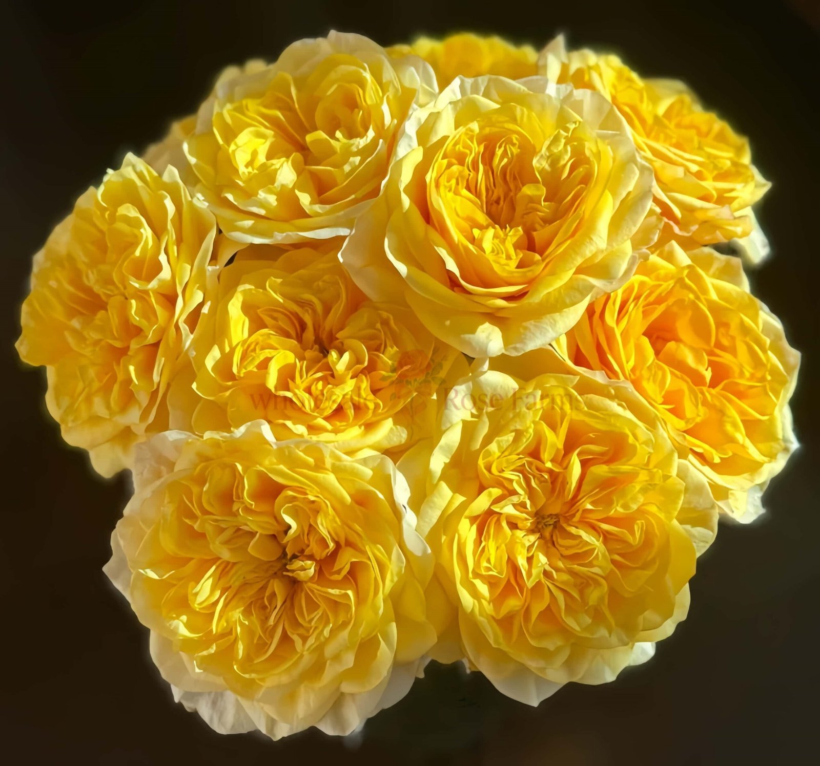 Kings Cross Rose for Wholesale丨Wholesale Rose Farms