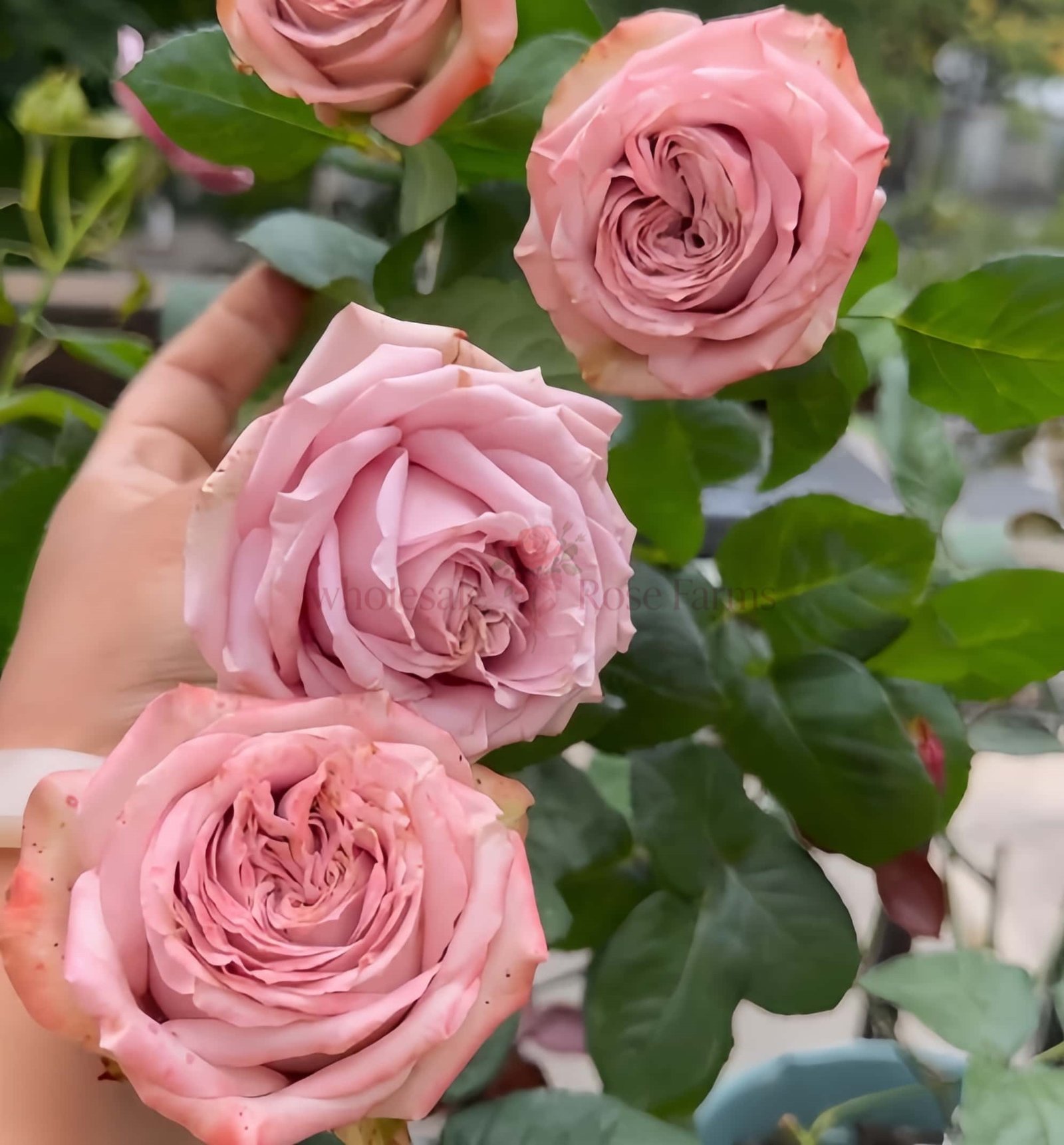 Lilac Wonder Rose plant丨Wholesale Rose Farms