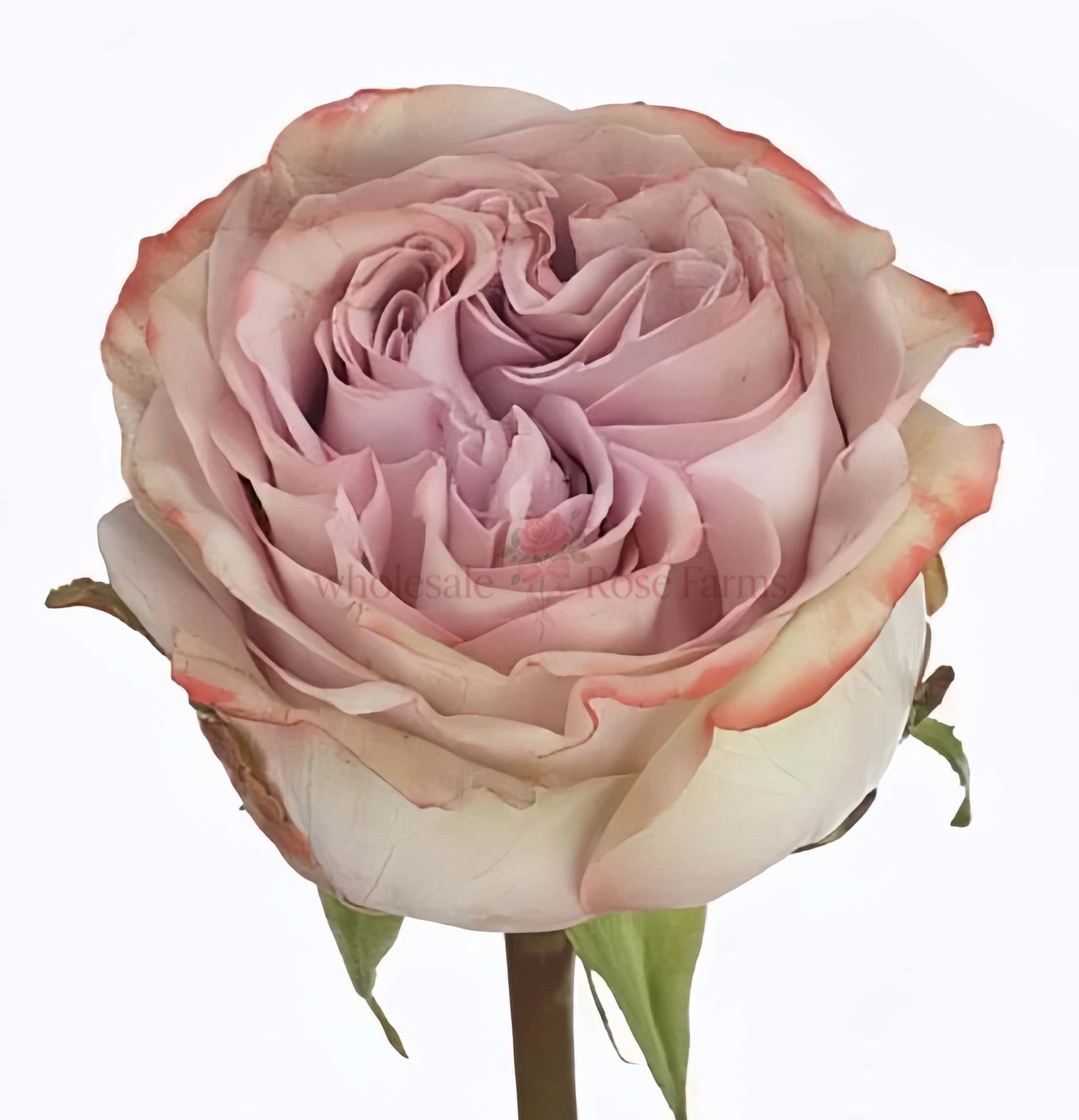 Lilac Wonder Rose丨Wholesale Rose Farms