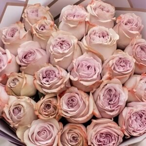Lilac Wonder Rose for Wholesale丨Wholesale Rose Farms