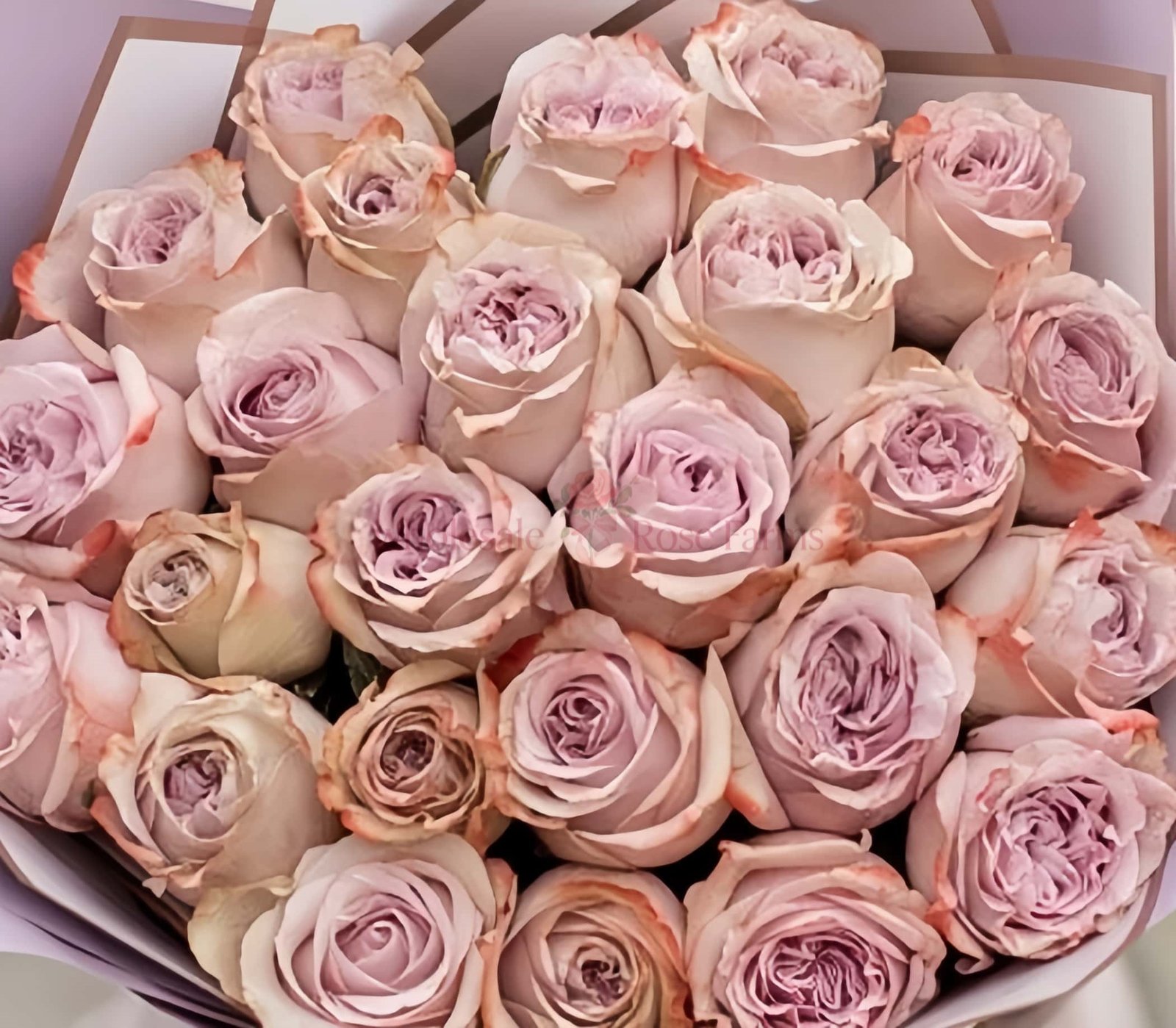 Lilac Wonder Rose for Wholesale丨Wholesale Rose Farms