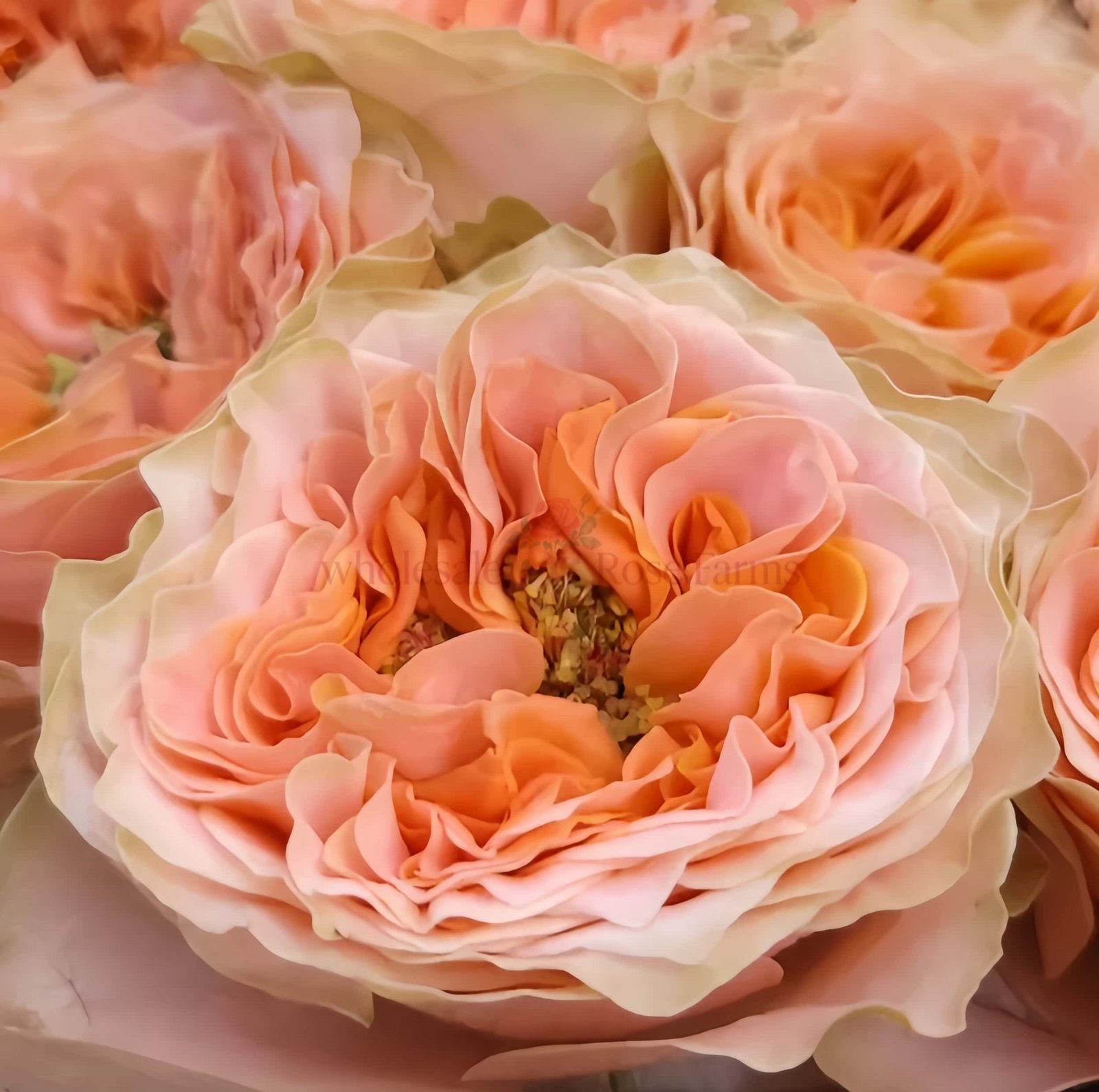 Living Coral Rose for Wholesale丨Wholesale Rose Farms