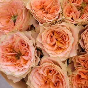 Living Coral Rose丨Wholesale Rose Farms