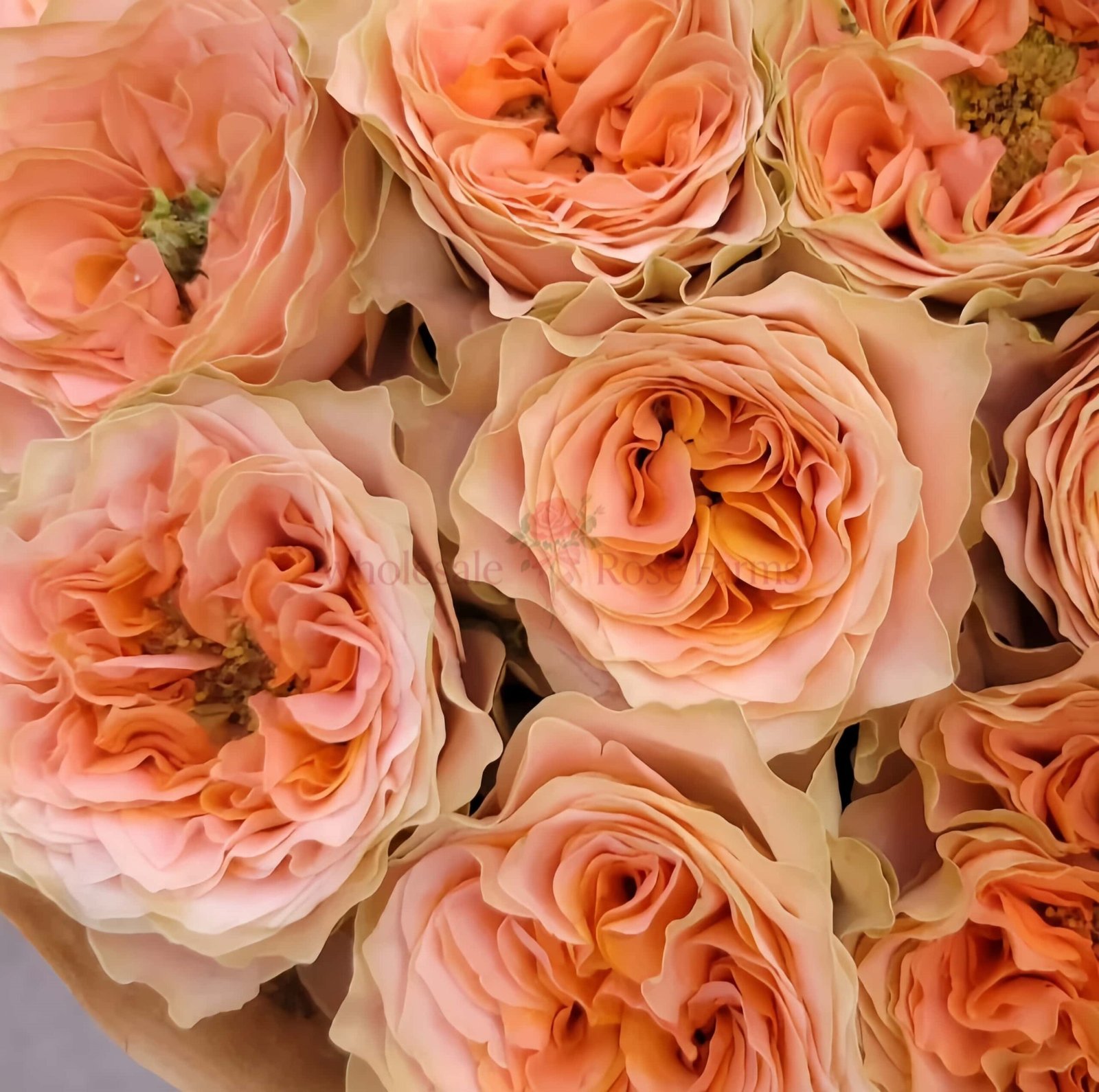 Living Coral Rose丨Wholesale Rose Farms