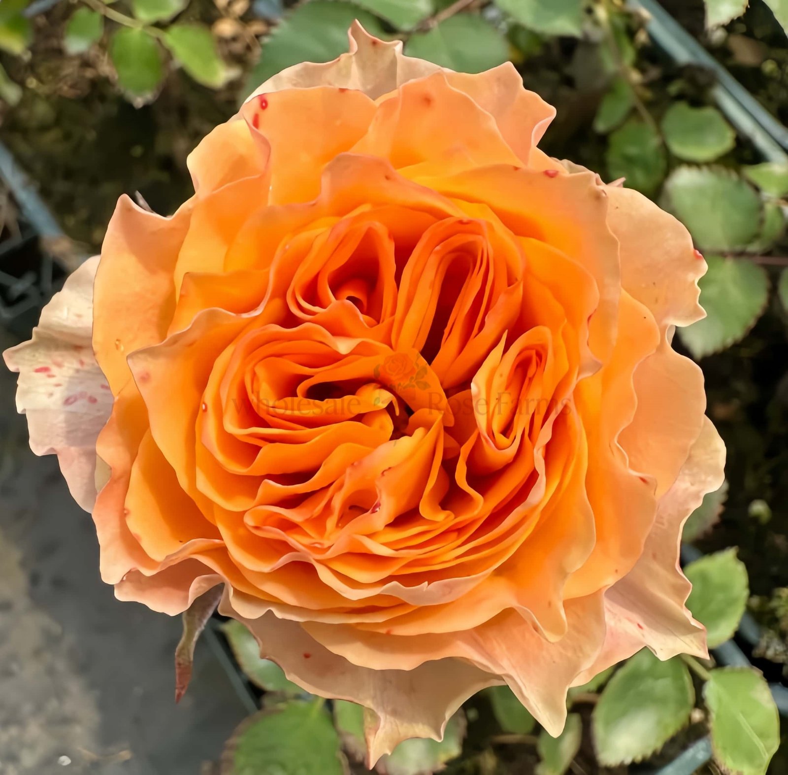 Living Coral Rose plant丨Wholesale Rose Farms