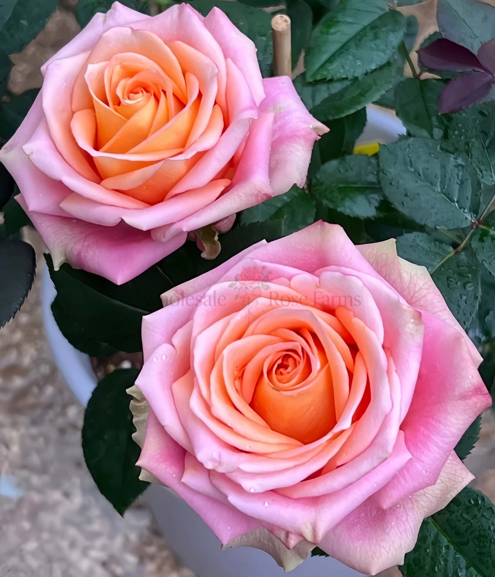 Love Pearl Rose plant丨Wholesale Rose Farms