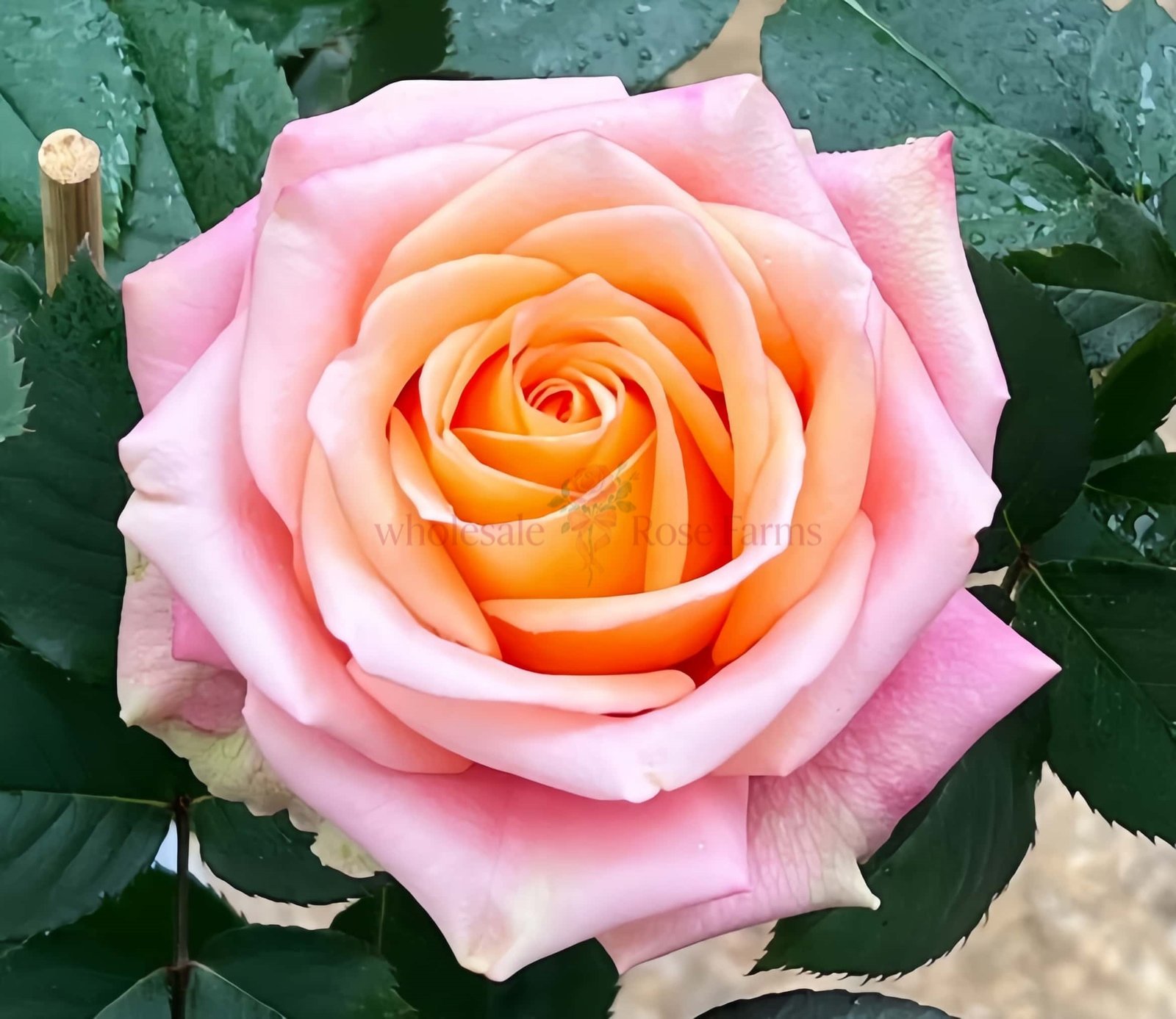 Love Pearl Rose丨Wholesale Rose Farms