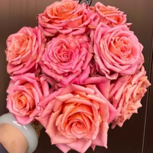 Love Pearl Rose for Wholesale丨Wholesale Rose Farms