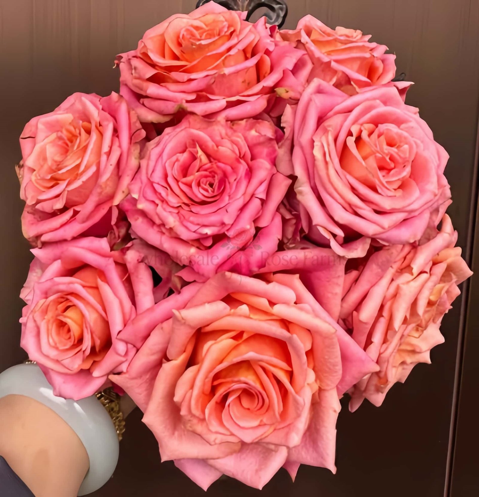 Love Pearl Rose for Wholesale丨Wholesale Rose Farms