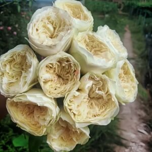 Lovely Harper Rose plant丨Wholesale Rose Farms