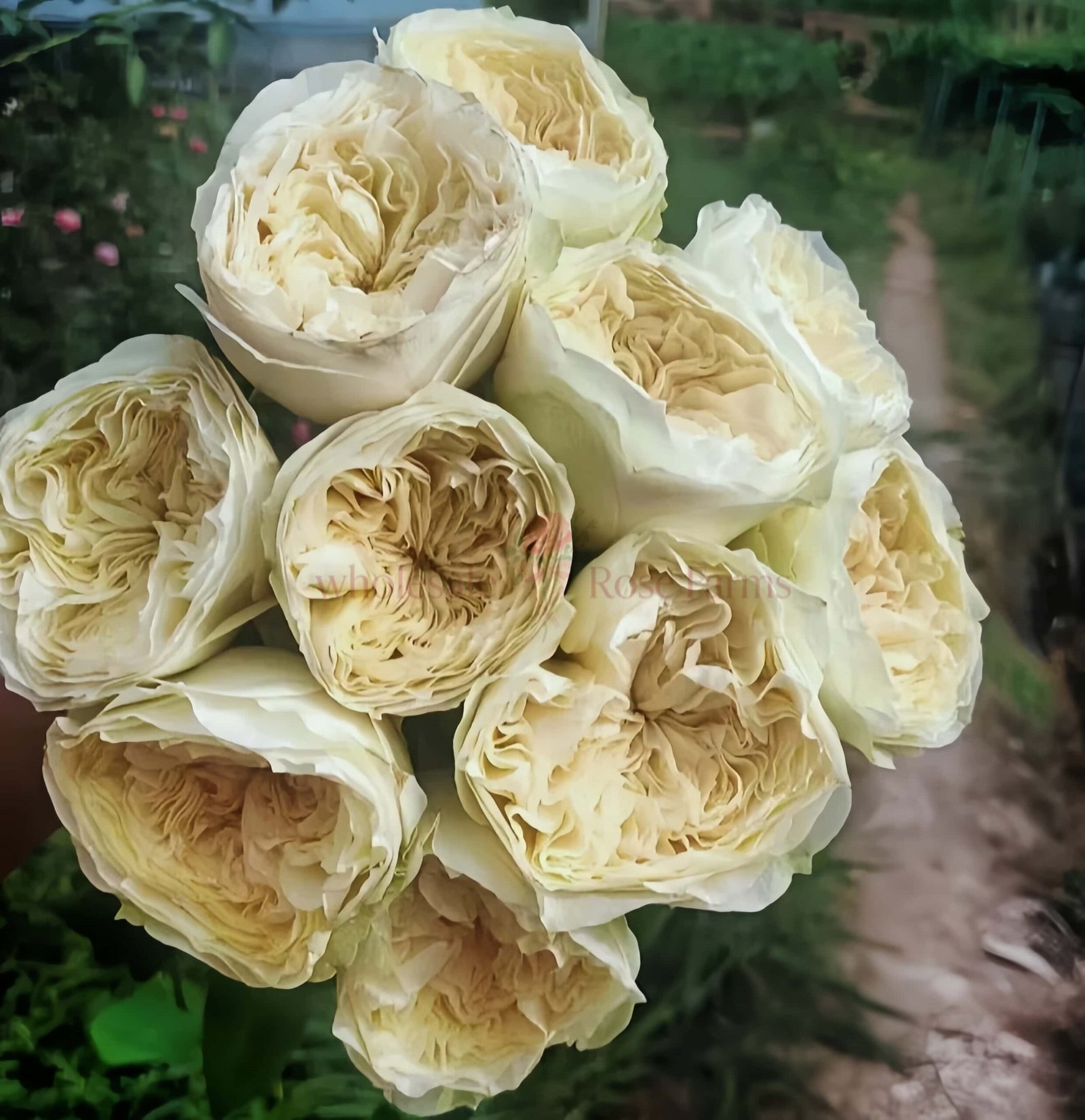 Lovely Harper Rose plant丨Wholesale Rose Farms