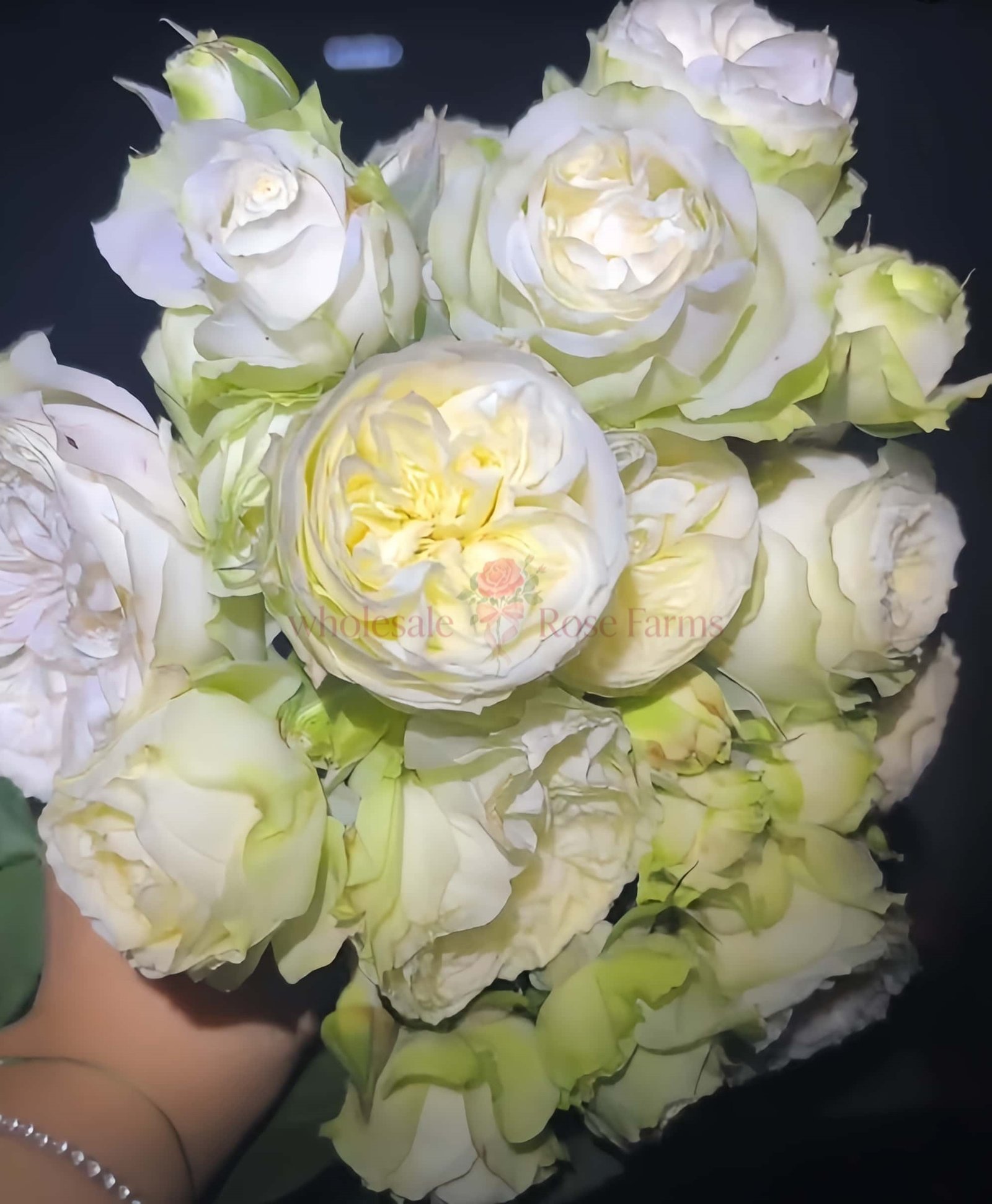 Lovely Harper Rose丨Wholesale Rose Farms