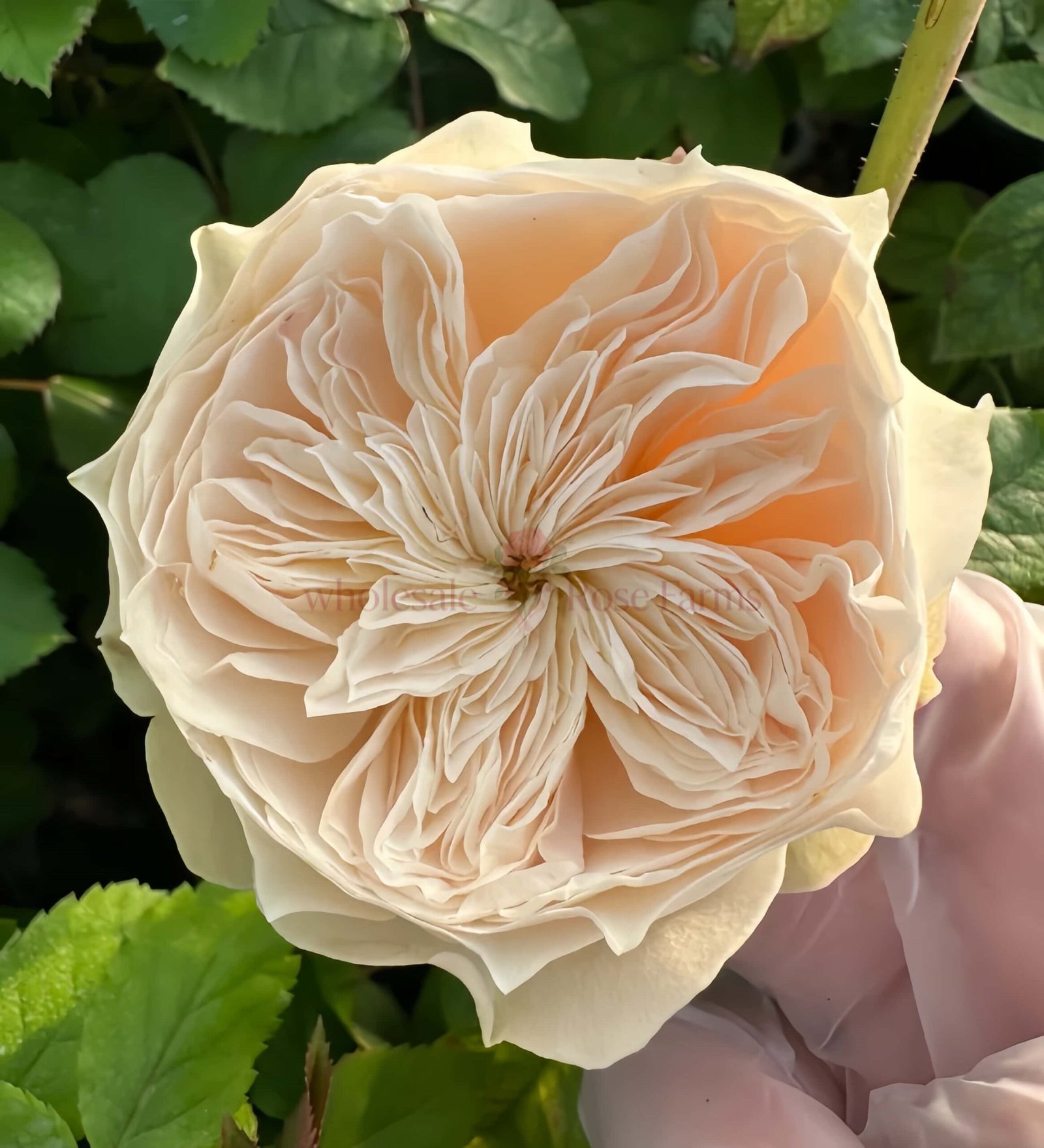 Lovely Harper Rose for Wholesale丨Wholesale Rose Farms