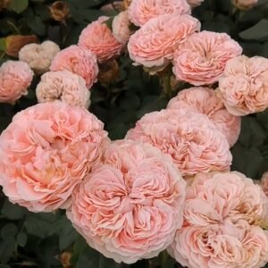 M-Tea Party Rose plant丨Wholesale Rose Farms