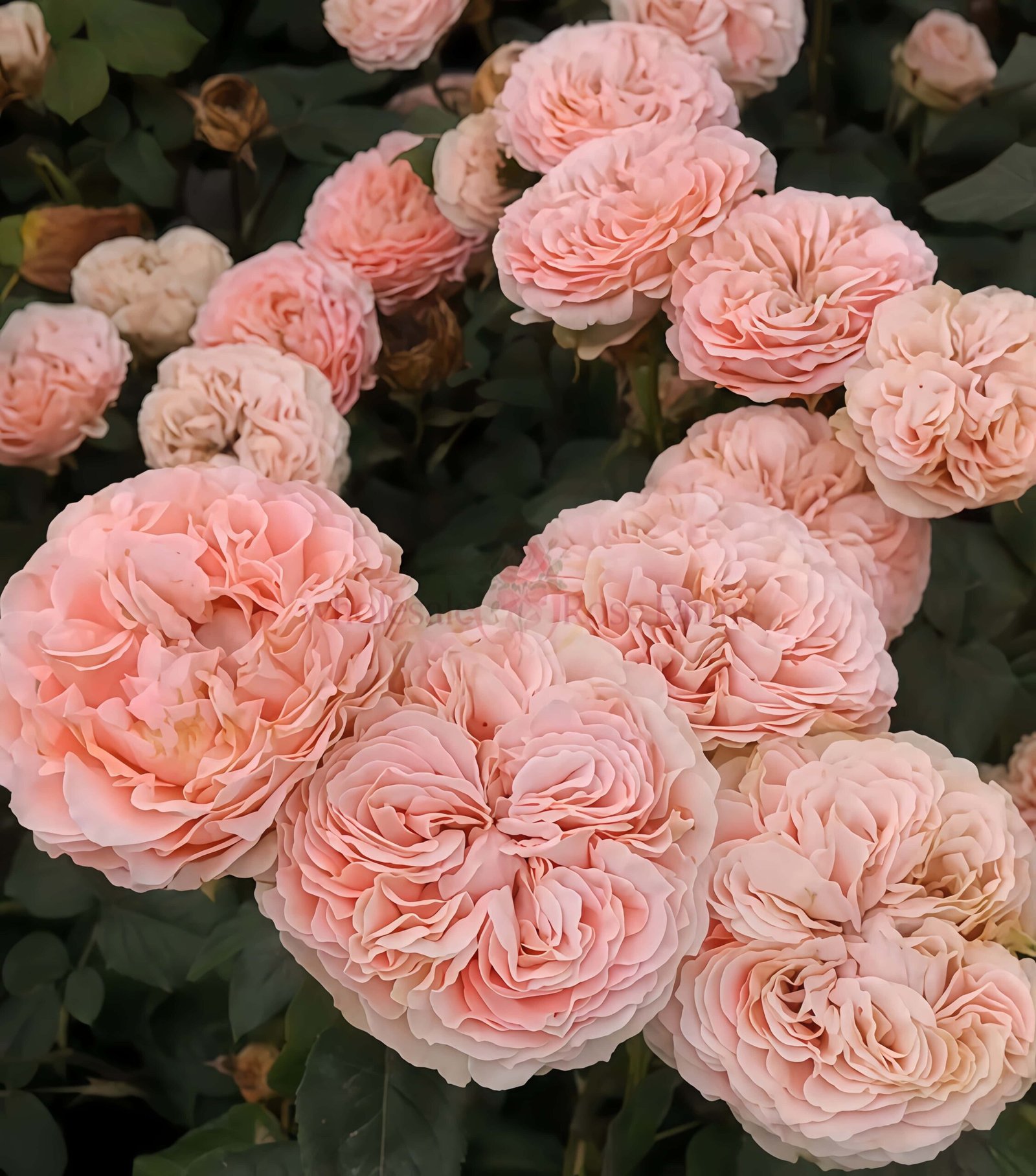 M-Tea Party Rose plant丨Wholesale Rose Farms