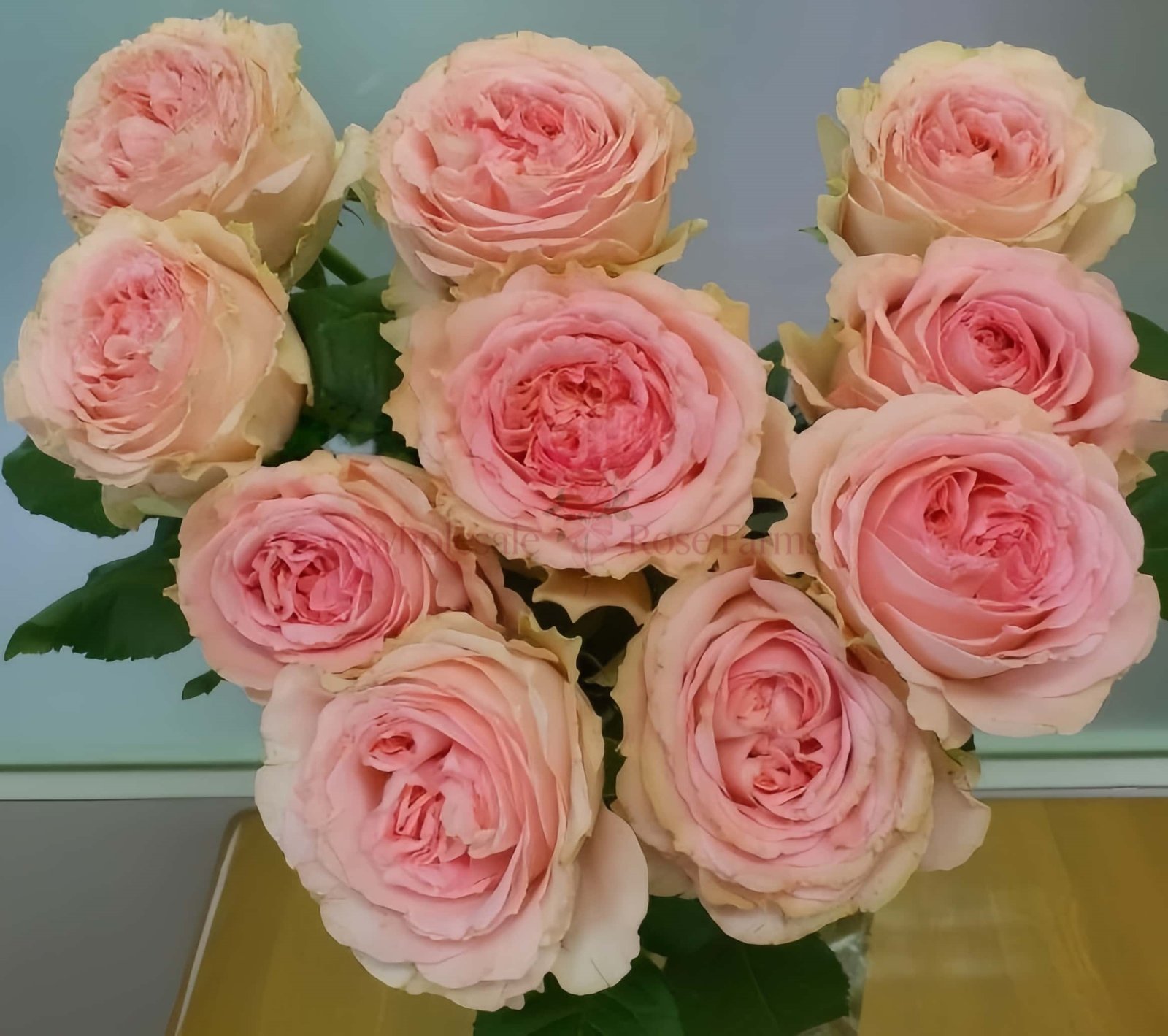 M-Tea Party Rose for Wholesale丨Wholesale Rose Farms
