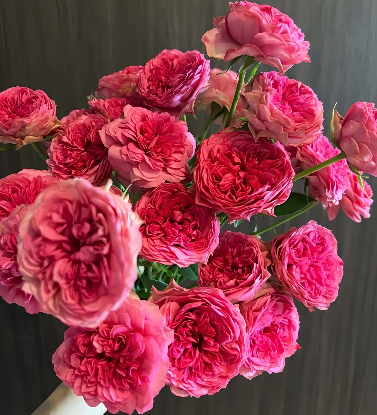 Macallan & Rosy Pink Rose plant丨Wholesale Rose Farms