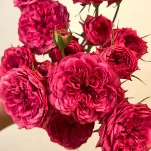 Macallan & Rosy Pink Rose丨Wholesale Rose Farms