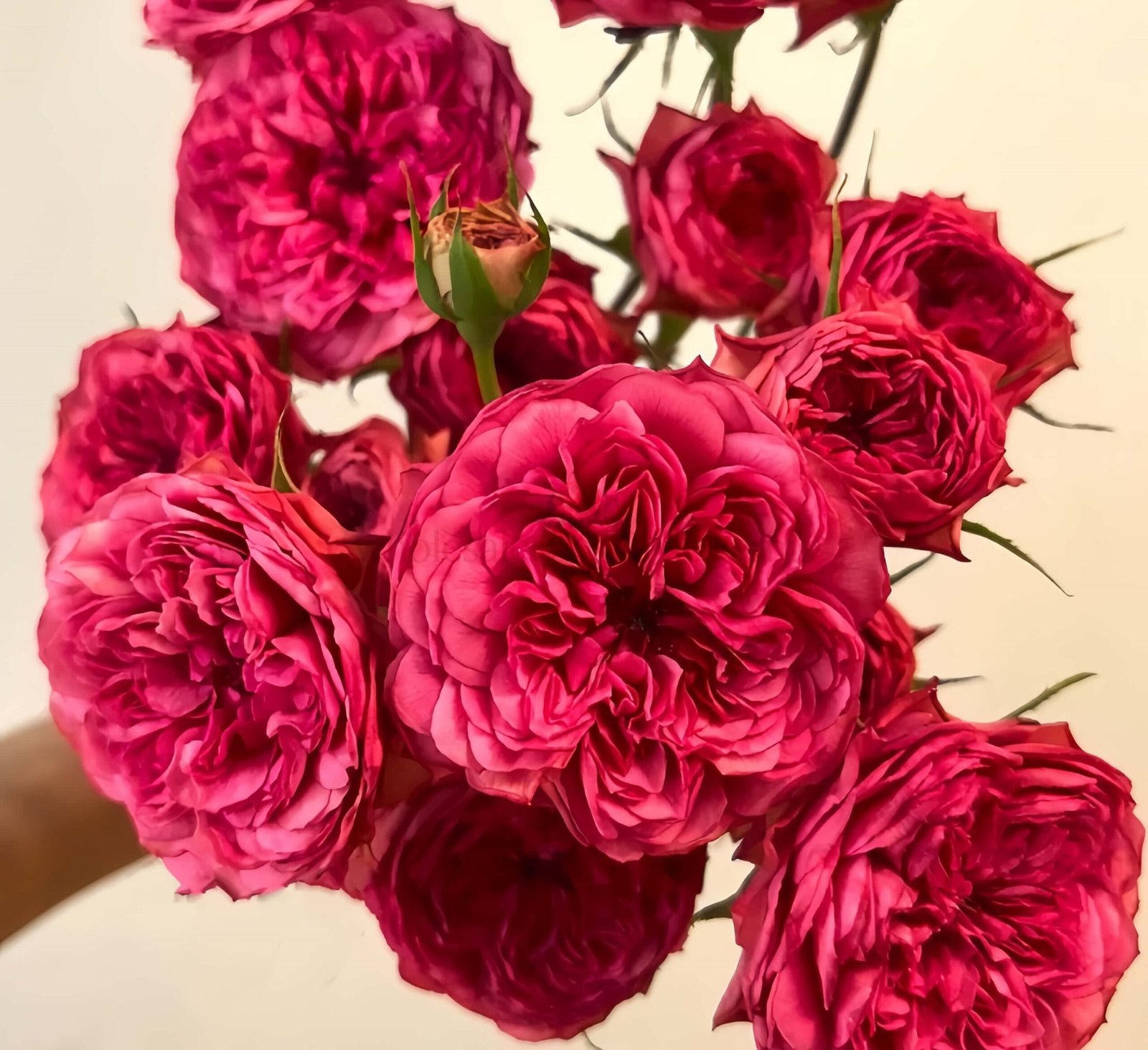 Macallan & Rosy Pink Rose丨Wholesale Rose Farms