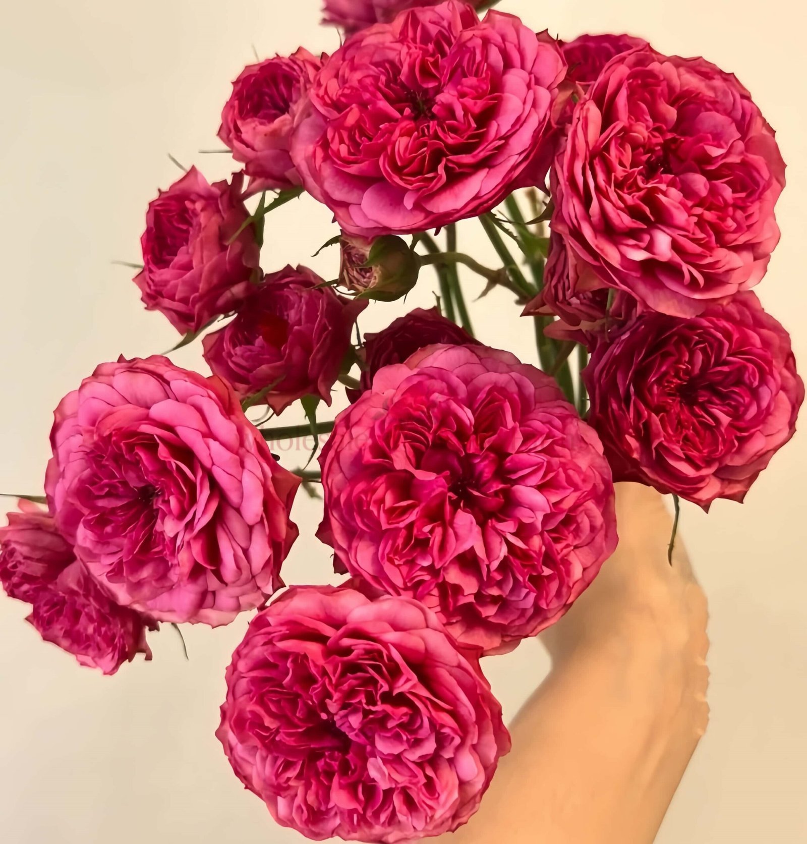 Macallan & Rosy Pink Rose for Wholesale丨Wholesale Rose Farms