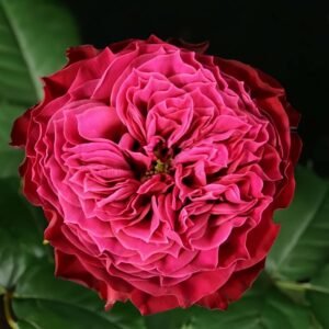 Magic Vuvuzela Rose plant丨Wholesale Rose Farms