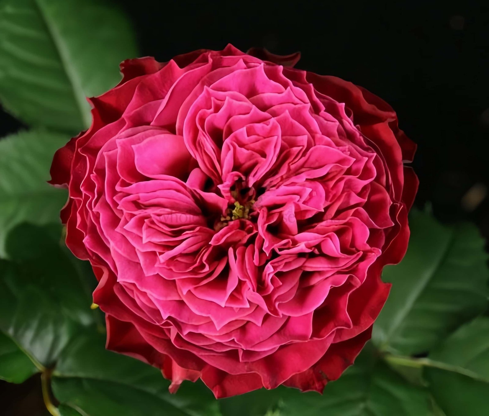 Magic Vuvuzela Rose plant丨Wholesale Rose Farms