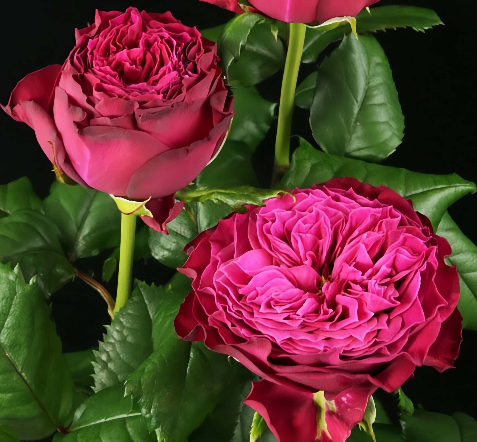 Magic Vuvuzela Rose丨Wholesale Rose Farms
