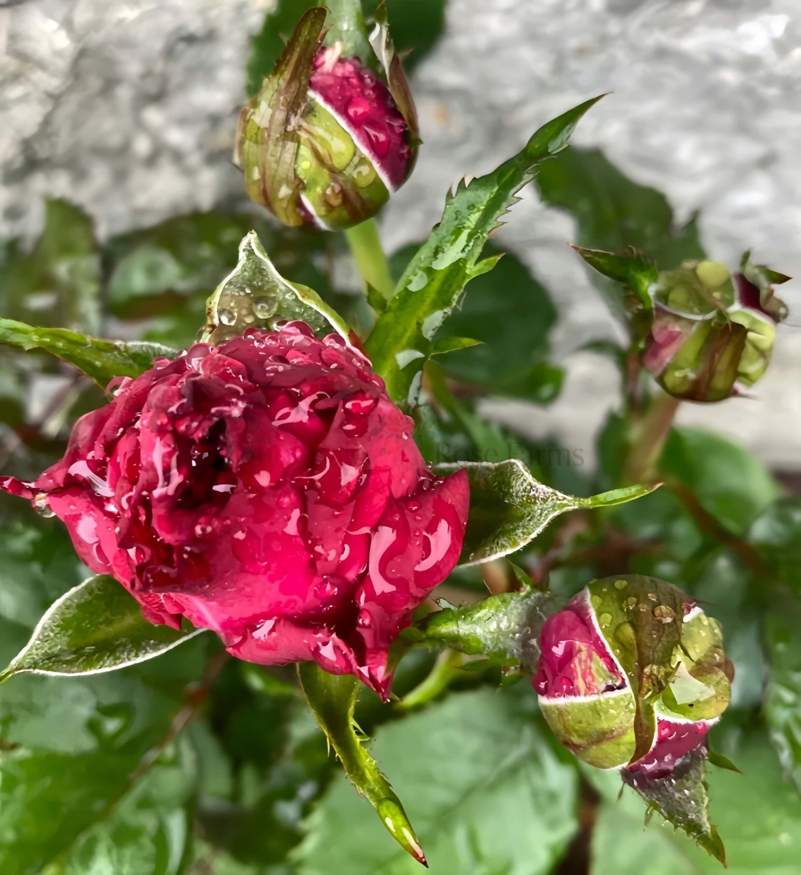 Magic Vuvuzela Rose for Wholesale丨Wholesale Rose Farms
