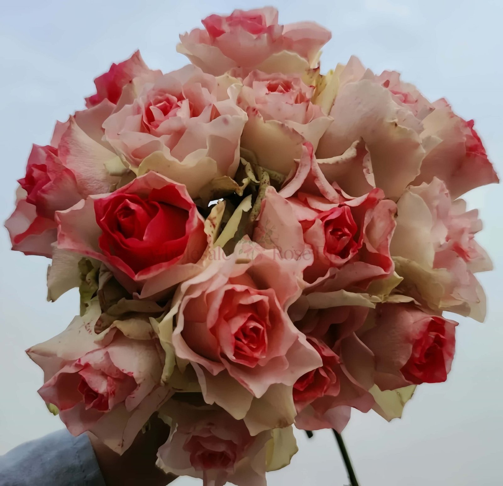Malibu Rose plant丨Wholesale Rose Farms