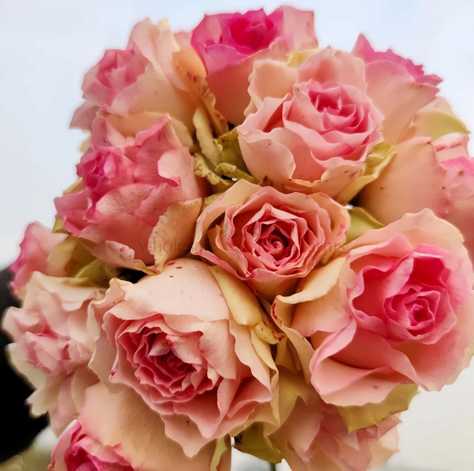 Malibu Rose丨Wholesale Rose Farms