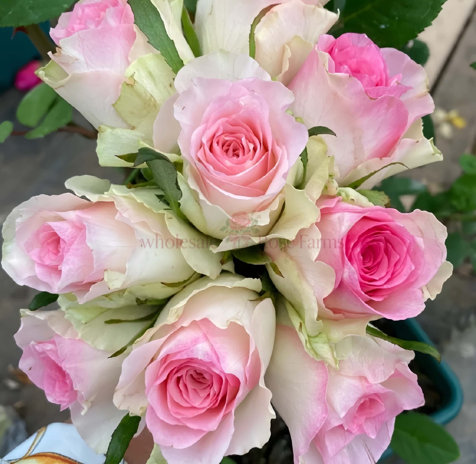 Malibu Rose for Wholesale丨Wholesale Rose Farms