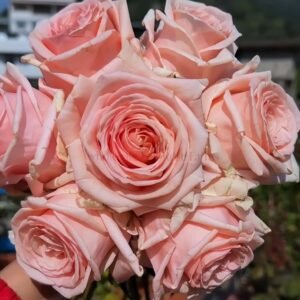 Malsie Rose plant丨Wholesale Rose Farms