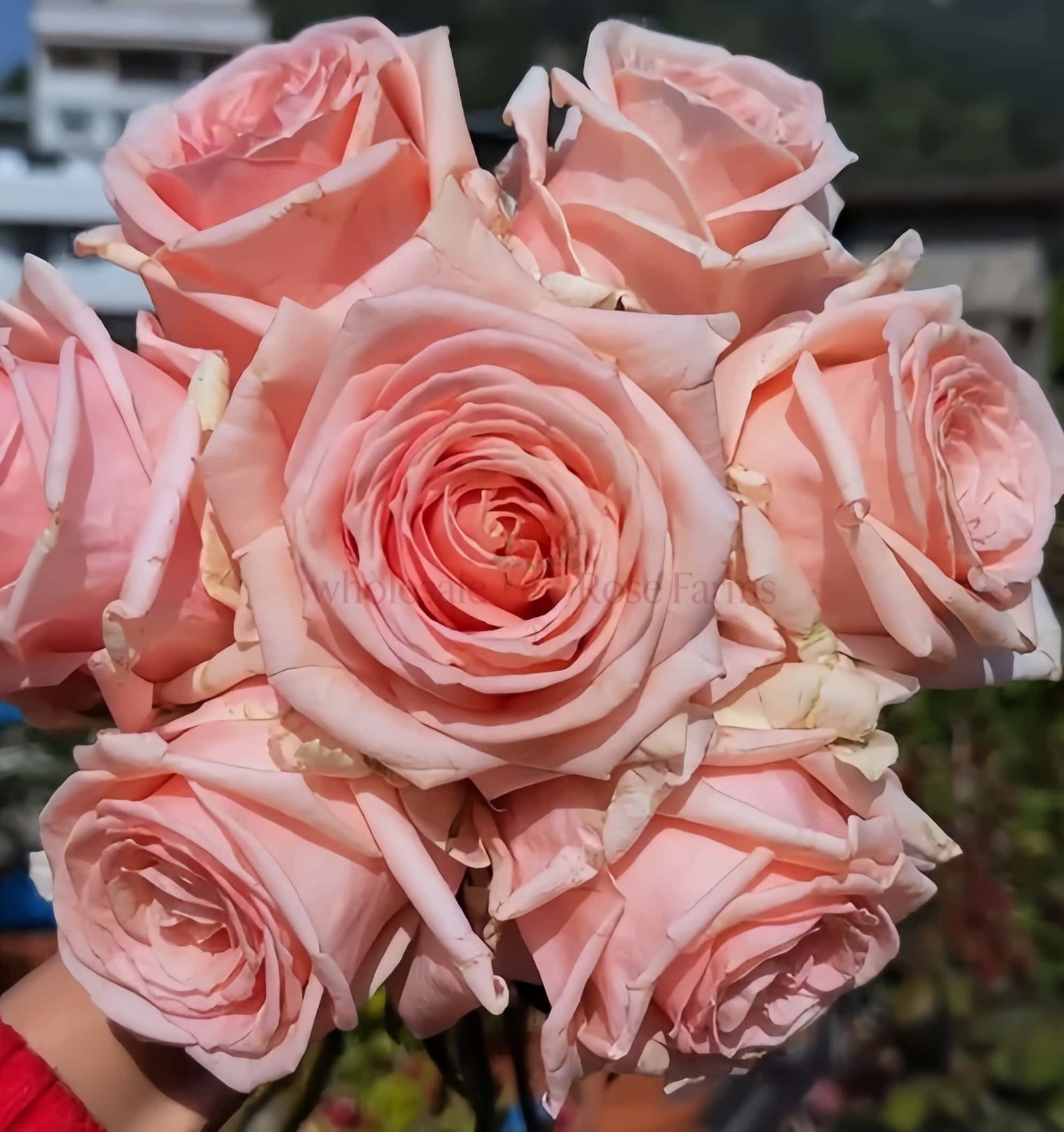 Malsie Rose plant丨Wholesale Rose Farms