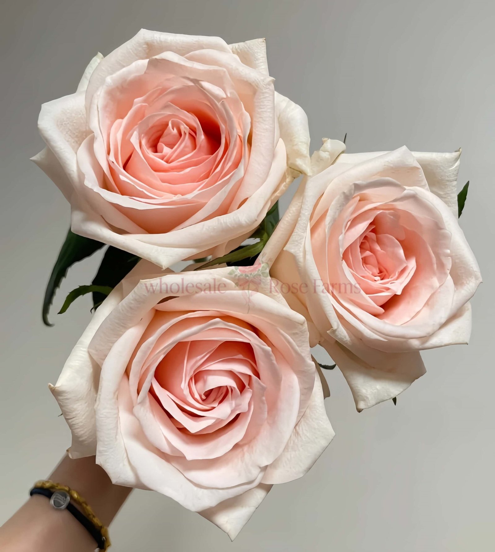 Malsie Rose丨Wholesale Rose Farms