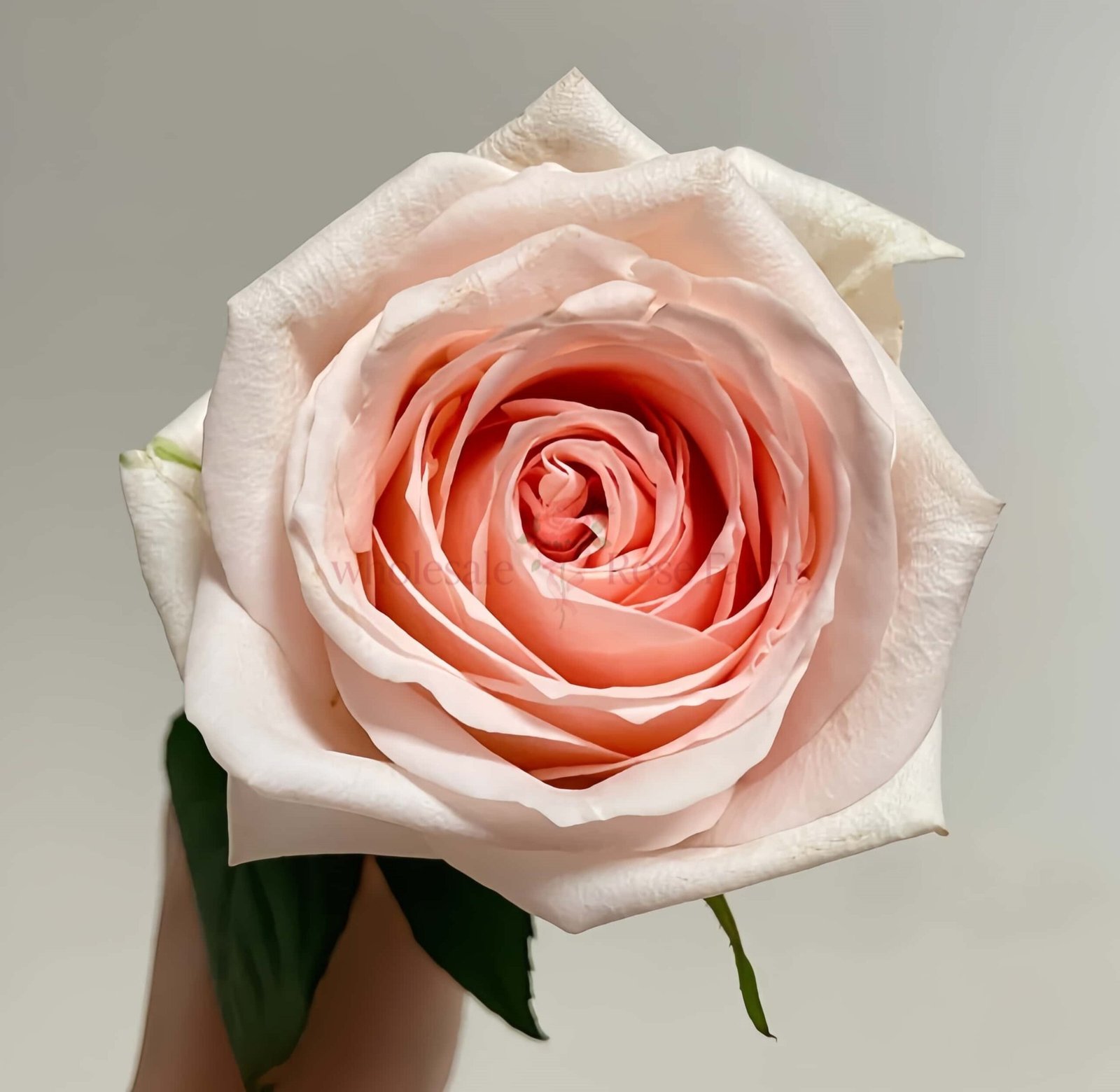 Malsie Rose for Wholesale丨Wholesale Rose Farms