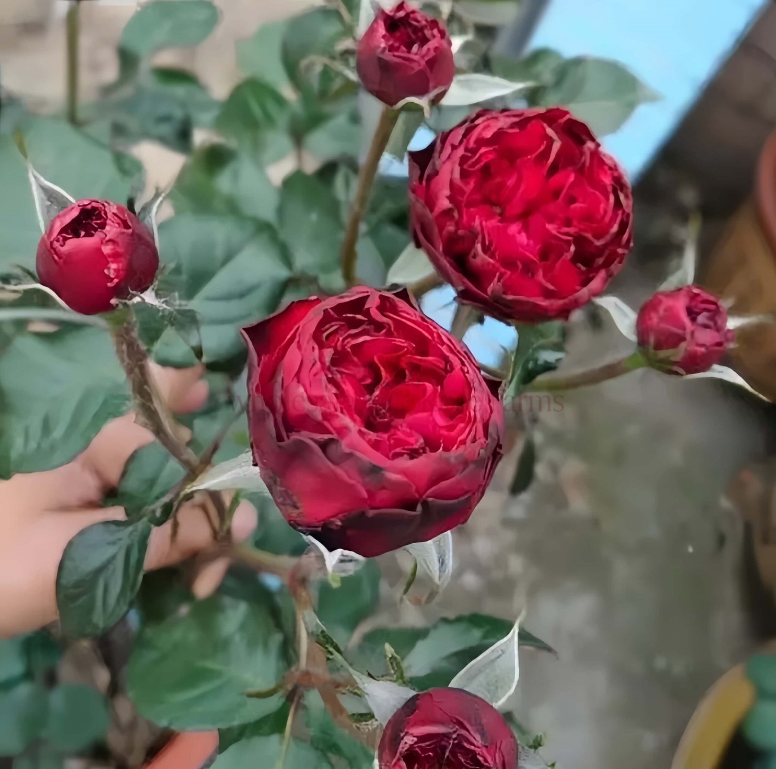 Matador Rose plant丨Wholesale Rose Farms