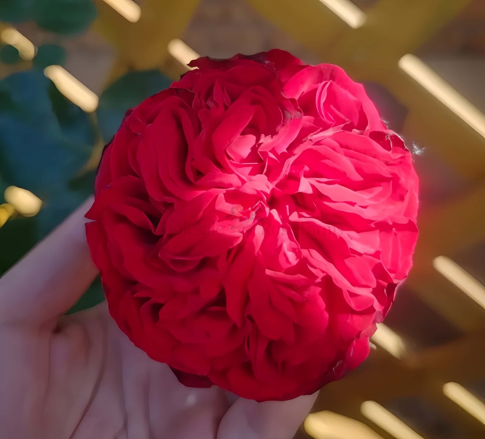 Matador Rose丨Wholesale Rose Farms