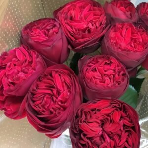 Matador Rose for Wholesale丨Wholesale Rose Farms