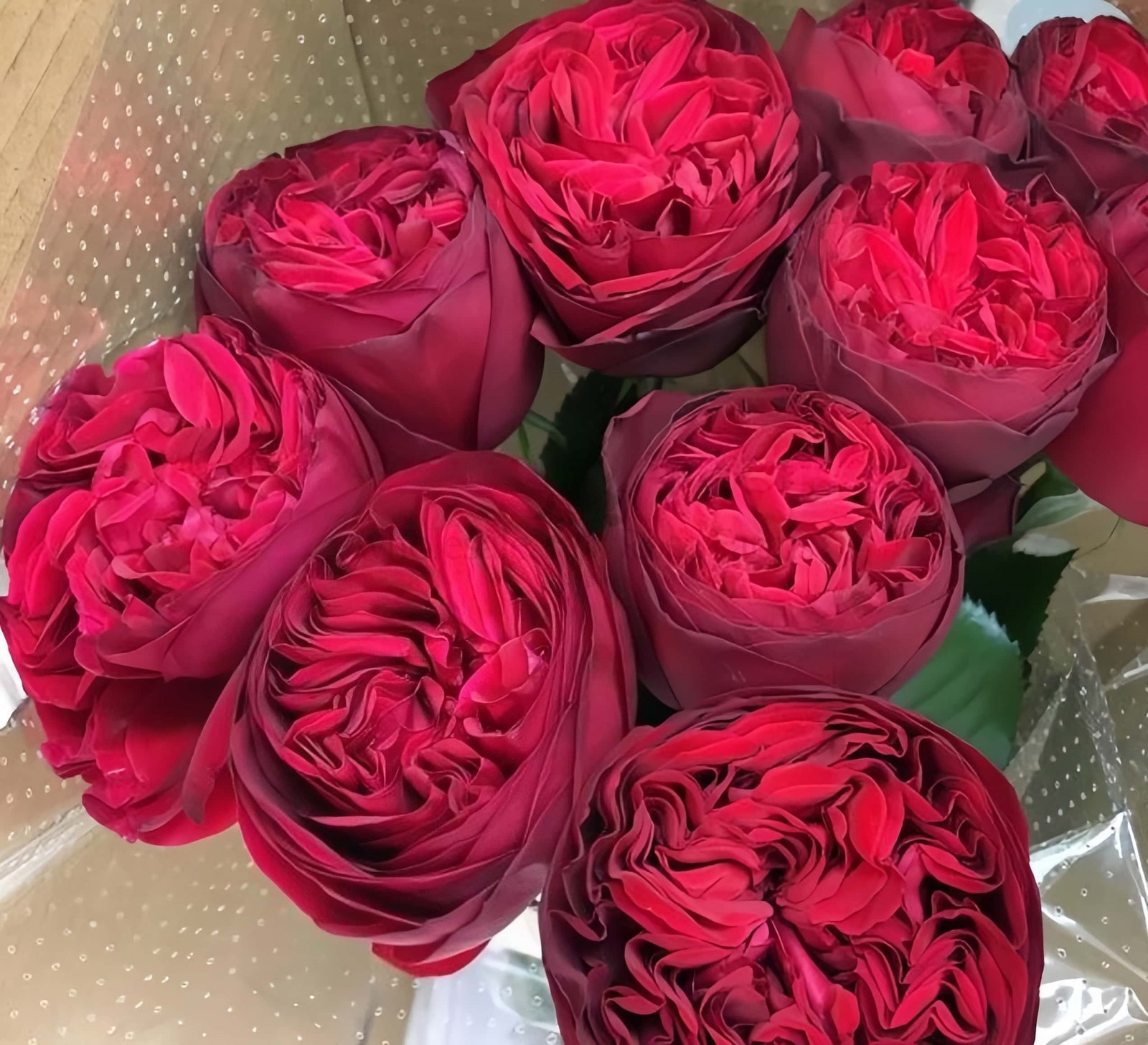 Matador Rose for Wholesale丨Wholesale Rose Farms