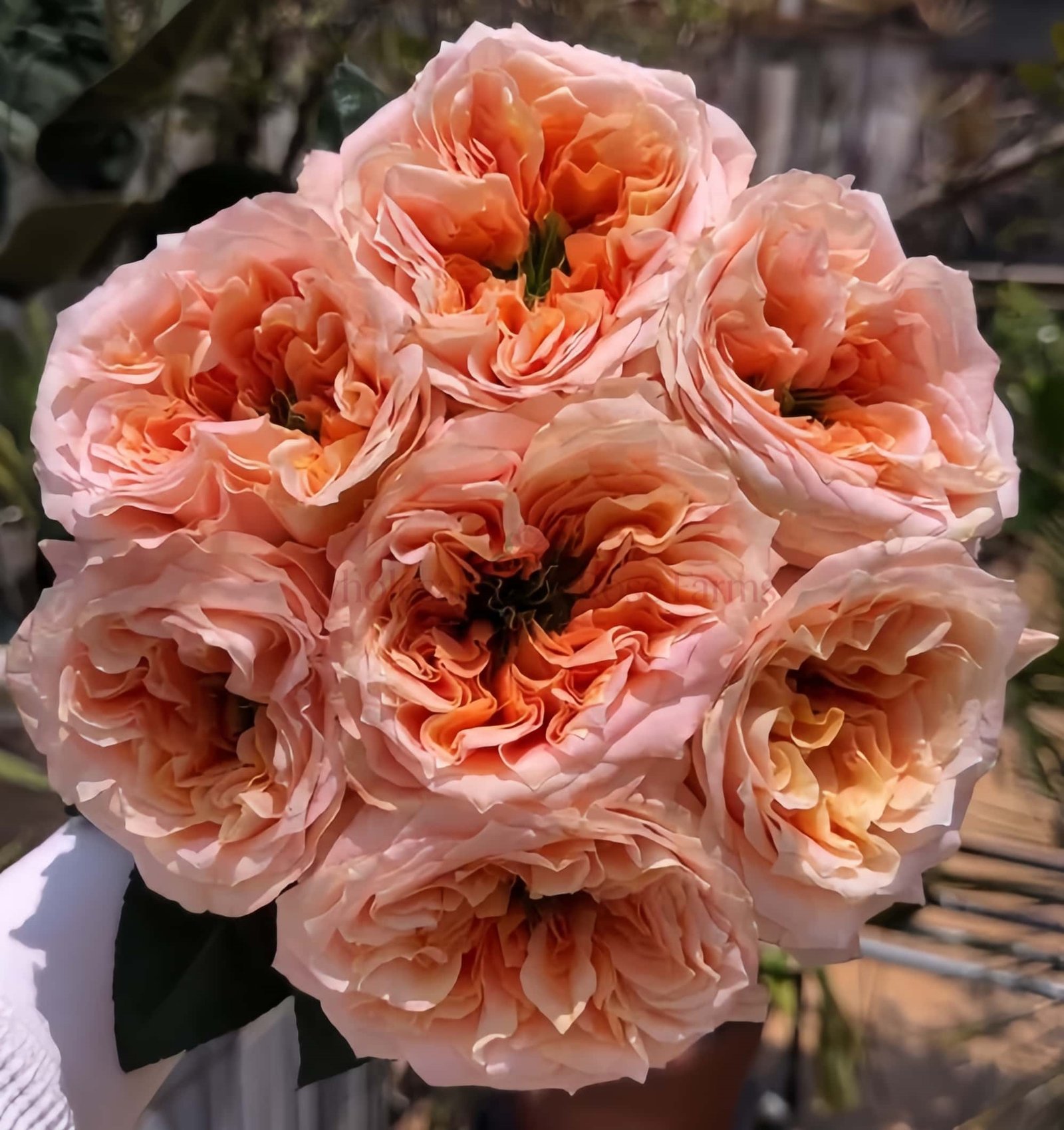Melon X Pression Rose plant丨Wholesale Rose Farms
