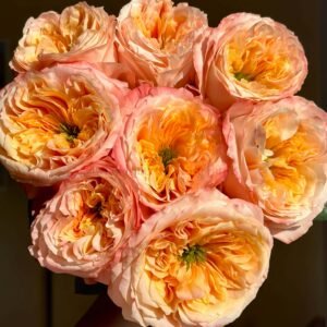 Melon X Pression Rose丨Wholesale Rose Farms