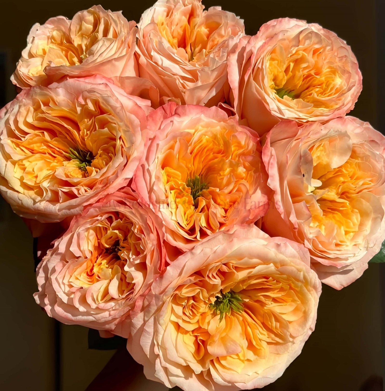 Melon X Pression Rose丨Wholesale Rose Farms