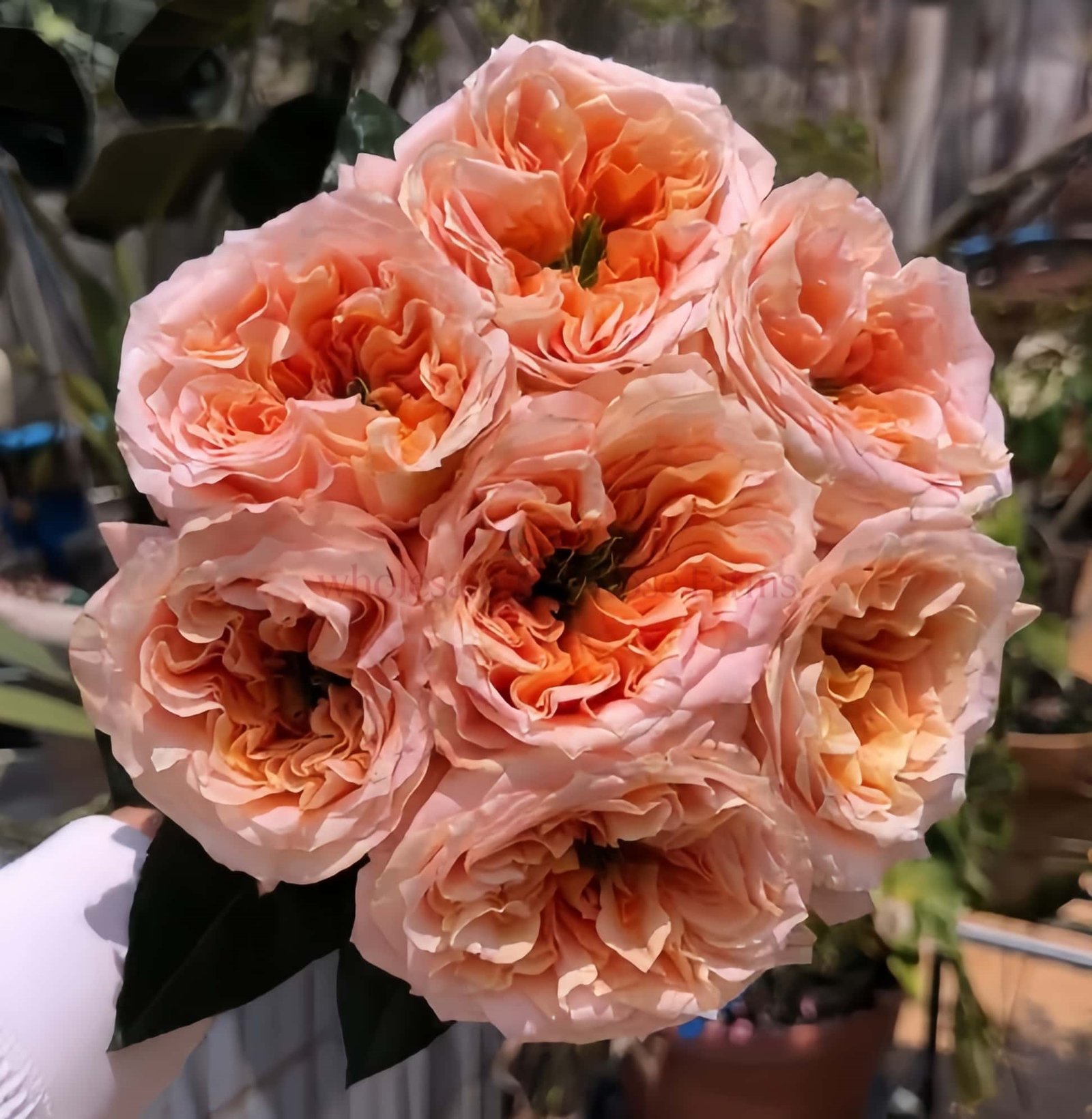 Melon X Pression Rose for Wholesale丨Wholesale Rose Farms