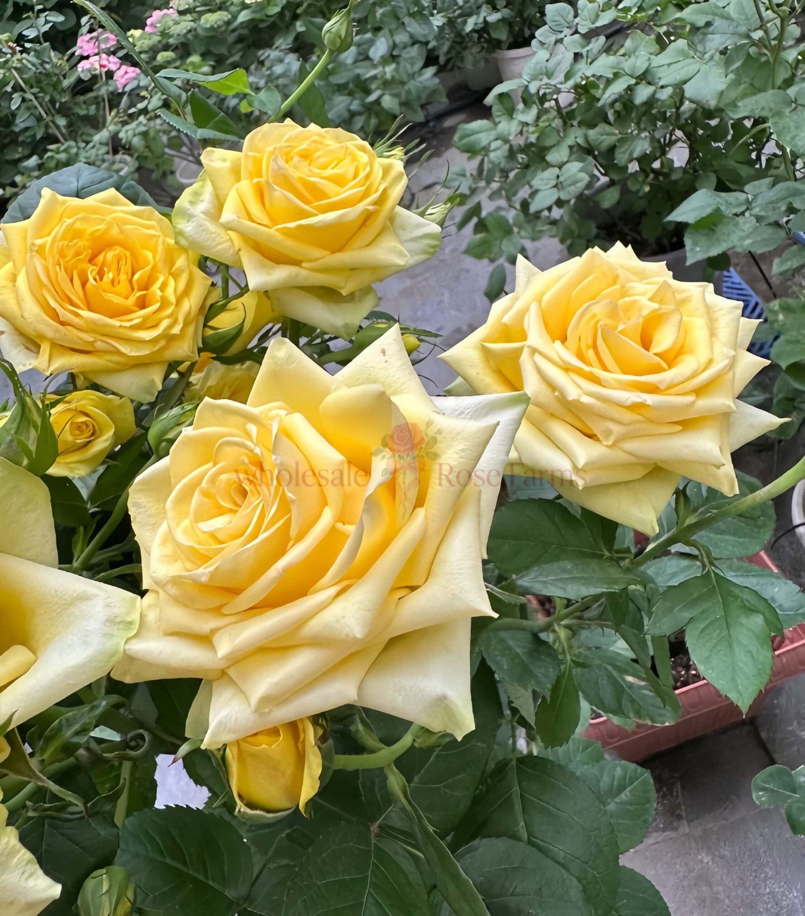 Moonwalk Rose plant丨Wholesale Rose Farms