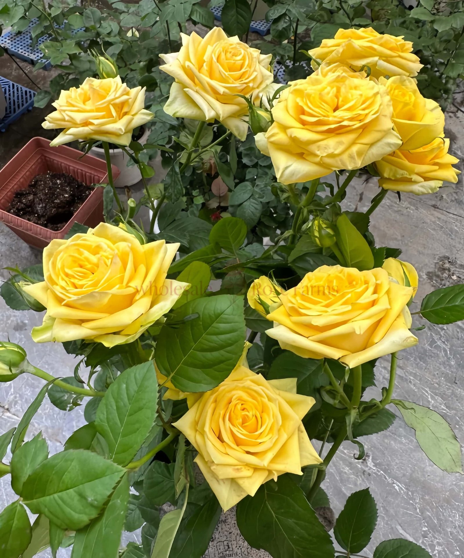 Moonwalk Rose丨Wholesale Rose Farms
