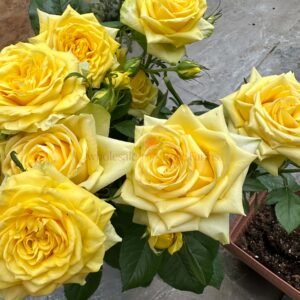 Moonwalk Rose for Wholesale丨Wholesale Rose Farms