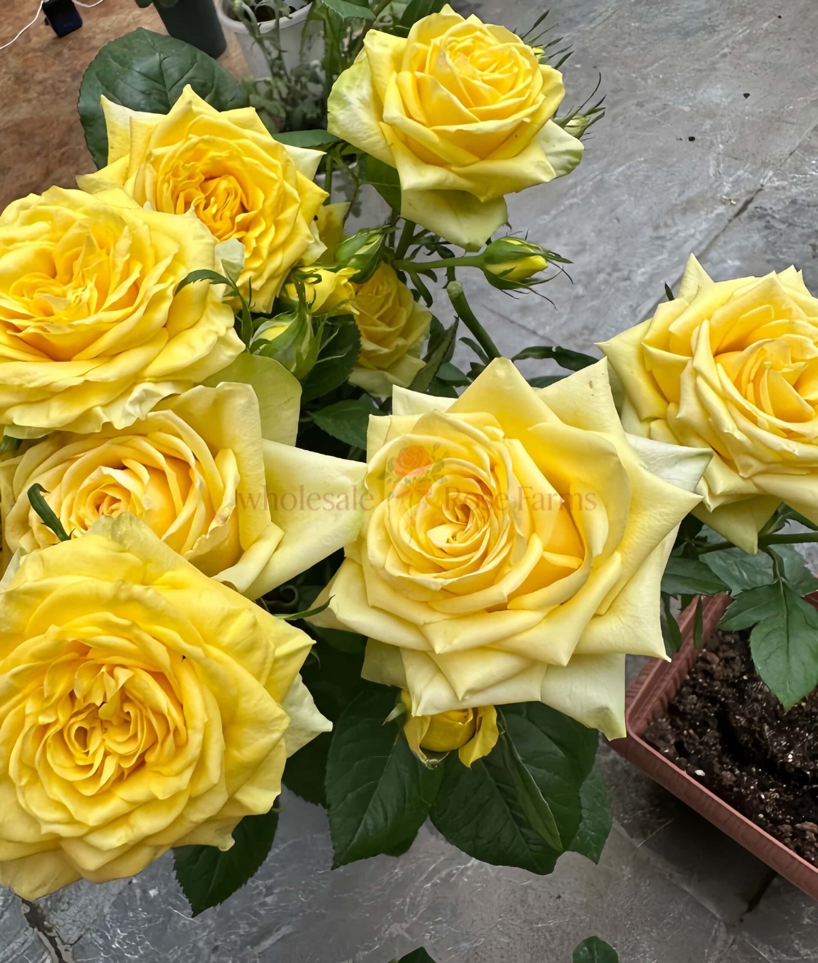 Moonwalk Rose for Wholesale丨Wholesale Rose Farms