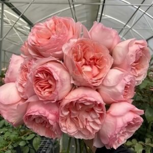Mystic Garden Rose丨Wholesale Rose Farms