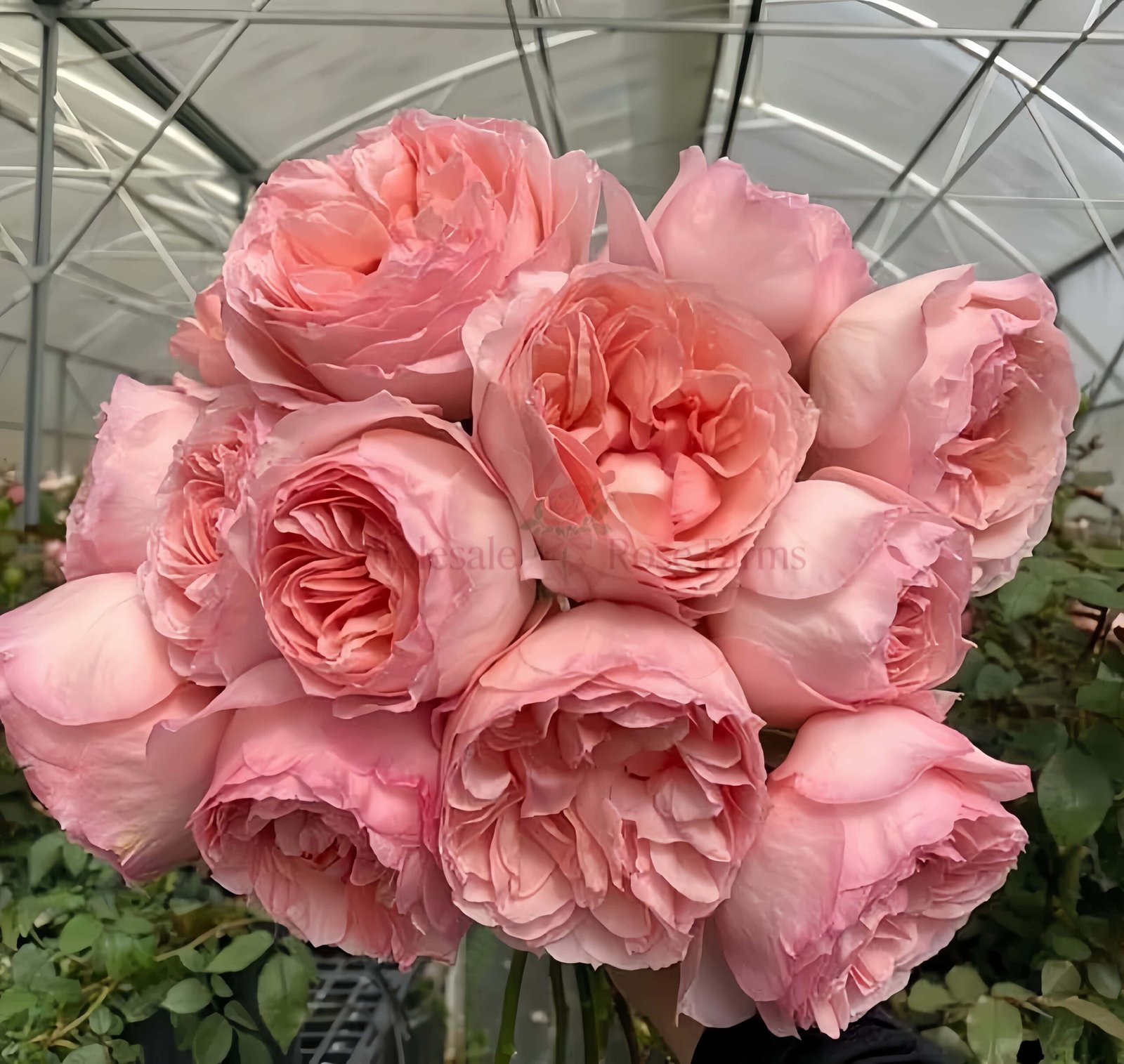 Mystic Garden Rose丨Wholesale Rose Farms